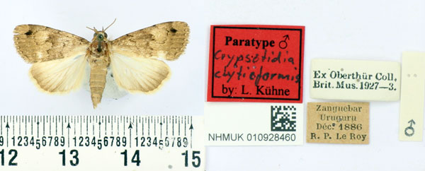 /filer/webapps/moths/media/images/C/clytieformis_Crypsotidia_PT_BMNH.jpg