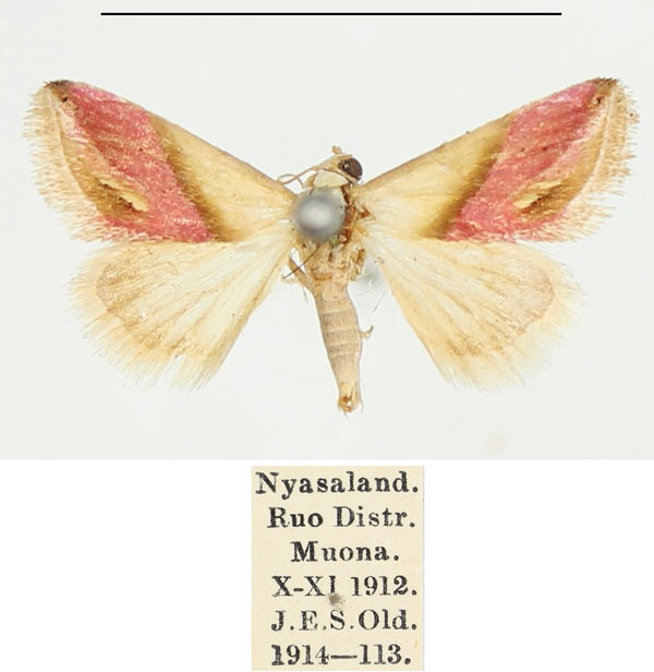 /filer/webapps/moths/media/images/C/cochylioides_Eublemma_AM_BMNH.jpg