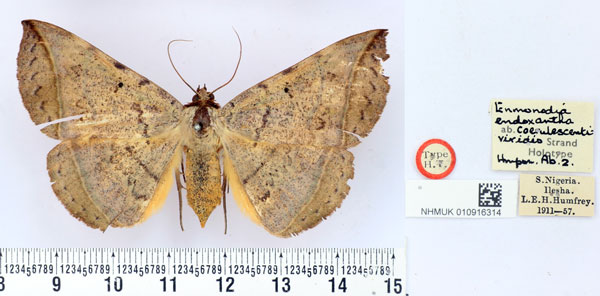 /filer/webapps/moths/media/images/C/coerulescentiviridis_Enmonodia_HT_BMNH.jpg