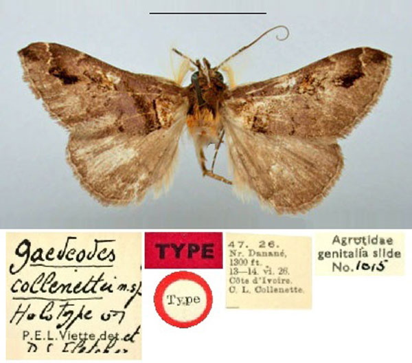/filer/webapps/moths/media/images/C/collenettei_Gaedeodes_HT_BMNH.jpg