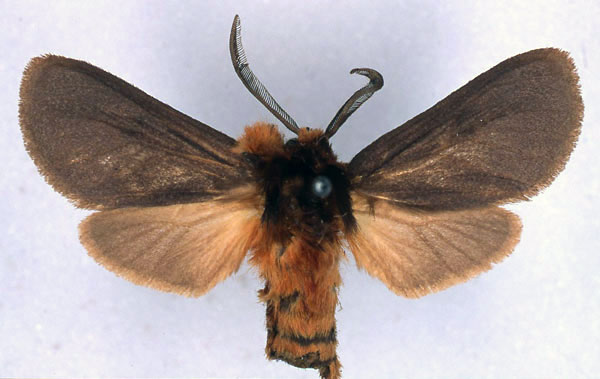 /filer/webapps/moths/media/images/C/collocalia_Metarctia_HT_BMNH_01.jpg