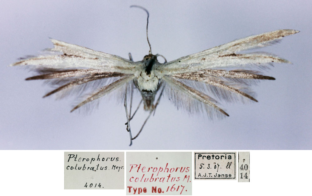 /filer/webapps/moths/media/images/C/colubratus_Pterophorus_HT_TMSA.jpg