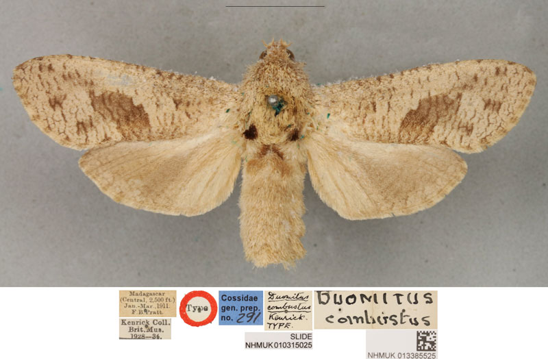 /filer/webapps/moths/media/images/C/combustus_Duomitus_LT_BMNH.jpg