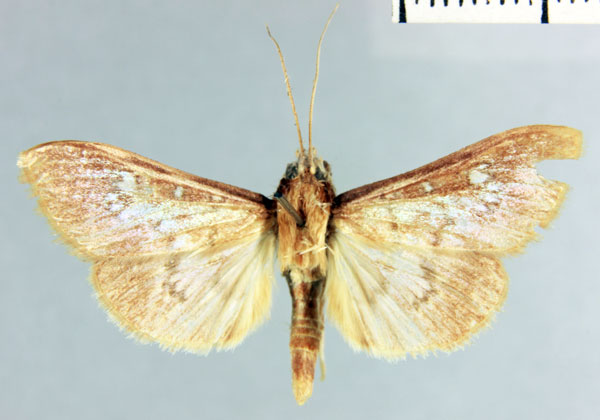 /filer/webapps/moths/media/images/C/comoralis_Coptobasoides_HT_MNHN.jpg
