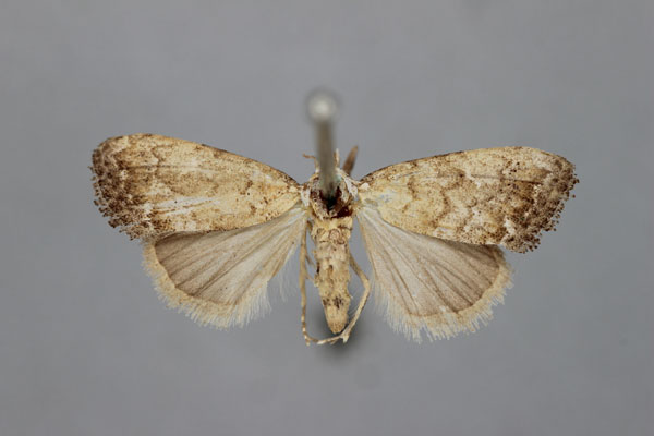 /filer/webapps/moths/media/images/C/concinna_Nolidia_HT_BMNH.jpg