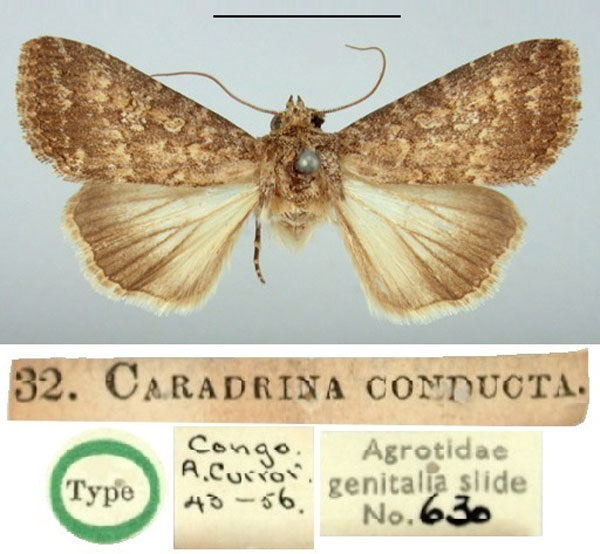 /filer/webapps/moths/media/images/C/conducta_Caradrina_LT_BMNH.jpg