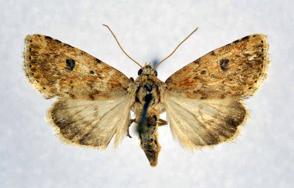 /filer/webapps/moths/media/images/C/confertissima_Heliocheilus_A_NHMO_01.jpg
