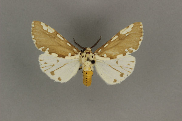/filer/webapps/moths/media/images/C/confluens_Afrowatsonius_HT_BMNH.jpg