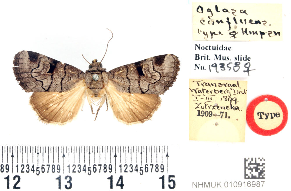 /filer/webapps/moths/media/images/C/confluens_Oglasa_HT_BMNH.jpg