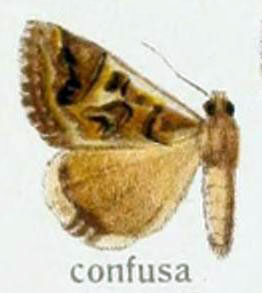 /filer/webapps/moths/media/images/C/confusa_Cerocala_HT_Seitz_62f.jpg