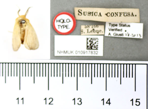 /filer/webapps/moths/media/images/C/confusa_Susica_HT_BMNH.jpg