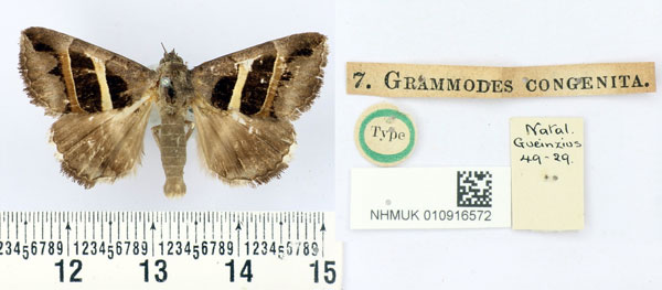 /filer/webapps/moths/media/images/C/congenita_Grammodes_HT_BMNH.jpg