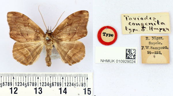 /filer/webapps/moths/media/images/C/congenita_Taviodes_HT_BMNH.jpg