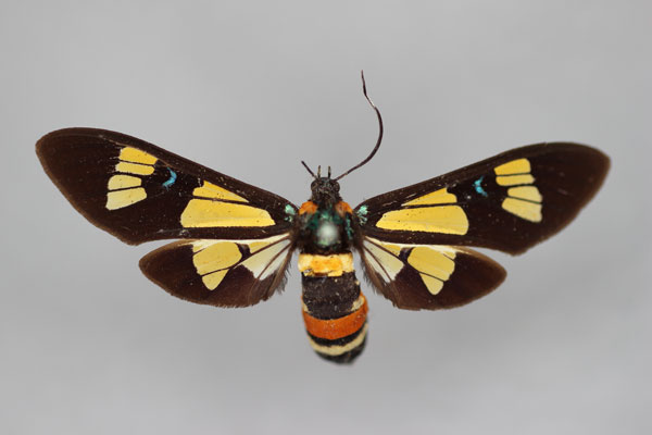 /filer/webapps/moths/media/images/C/congoana_Euchromia_HT_BMNH.jpg