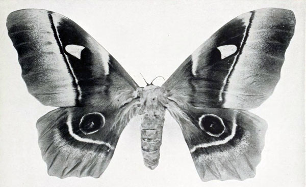 /filer/webapps/moths/media/images/C/congolensis_Bunaea_HT_Oberthur_1910-Fa.jpg