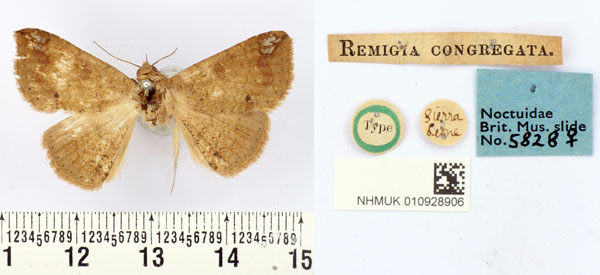 /filer/webapps/moths/media/images/C/congregata_Remigia_HT_BMNH.jpg