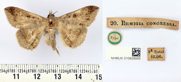 /filer/webapps/moths/media/images/C/congressa_Remigia_HT_BMNH.jpg