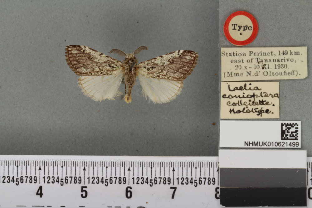 /filer/webapps/moths/media/images/C/conioptera_Laelia_HT_BMNHa.jpg