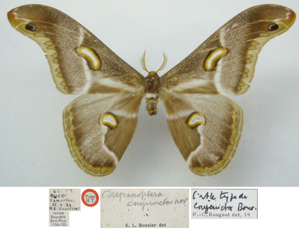 /filer/webapps/moths/media/images/C/conjuncta_Drepanoptera_HT_NHMUKa.jpg