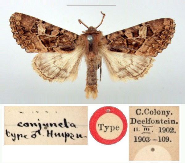 /filer/webapps/moths/media/images/C/conjuncta_Hypoplexia_HT_BMNH.jpg