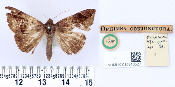 /filer/webapps/moths/media/images/C/conjunctura_Ophiusa_HT_BMNH.jpg