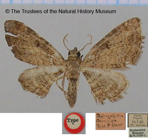 /filer/webapps/moths/media/images/C/connexa_Eupithecia_HT_BMNH.jpg