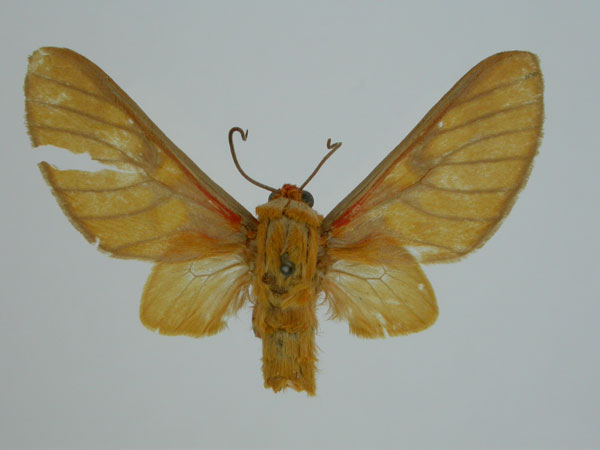 /filer/webapps/moths/media/images/C/conradti_Balacra_ST_BMNH_01.jpg