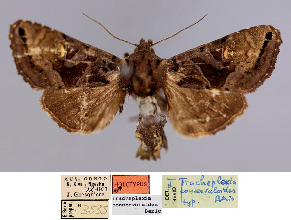 /filer/webapps/moths/media/images/C/conservuloides_Tracheplexia_HT_RMCA_01.jpg
