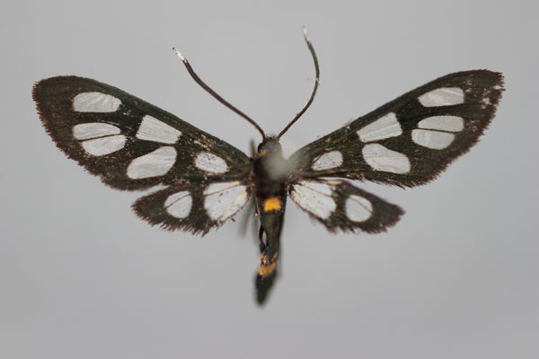 /filer/webapps/moths/media/images/C/consimilis_Amata_A_BMNH.jpg