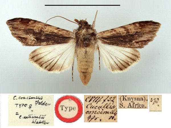 /filer/webapps/moths/media/images/C/consimilis_Cucullia_HT_BMNH.jpg