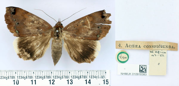 /filer/webapps/moths/media/images/C/conspicienda_Achaea_HT_BMNH.jpg