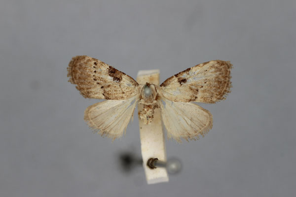 /filer/webapps/moths/media/images/C/conspicillaris_Meganola_HT_BMNH.jpg