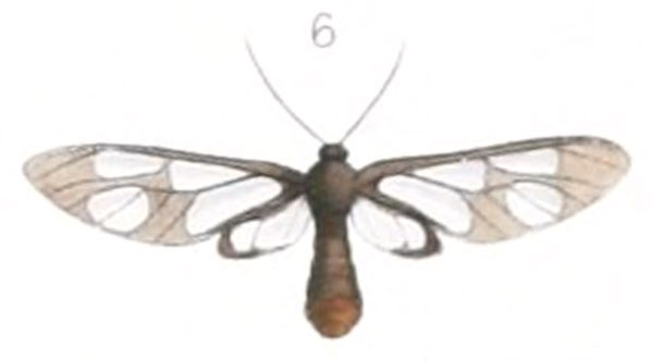 /filer/webapps/moths/media/images/C/constricta_Syntomis_HT_Butler_7-6.jpg