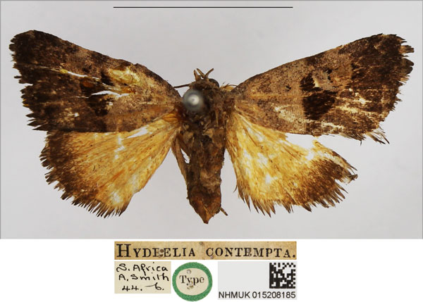 /filer/webapps/moths/media/images/C/contempta_Hydrelia_HT_NHMUK.jpg
