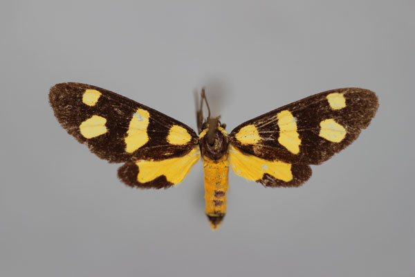 /filer/webapps/moths/media/images/C/contigua_Dubianaclia_A_BMNH.jpg