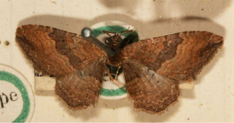 /filer/webapps/moths/media/images/C/contrariata_Melanippe_STM_BMNH.jpg