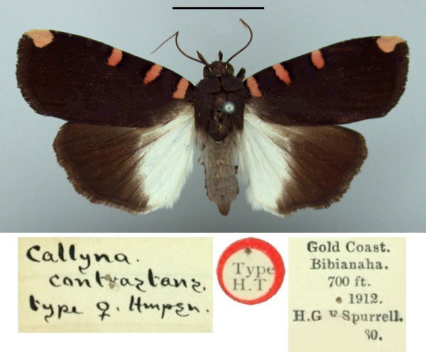 /filer/webapps/moths/media/images/C/contrastans_Callyna_HT_BMNH.jpg
