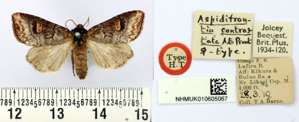 /filer/webapps/moths/media/images/C/contrastata_Aspidifrontia_HT_BMNH.jpg