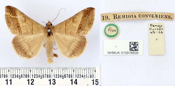 /filer/webapps/moths/media/images/C/conveniens_Remigia_HT_BMNH.jpg