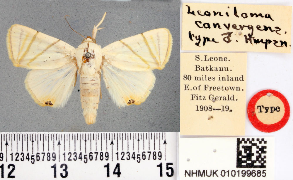 /filer/webapps/moths/media/images/C/convergens_Leoniloma_HT_BMNH.jpg