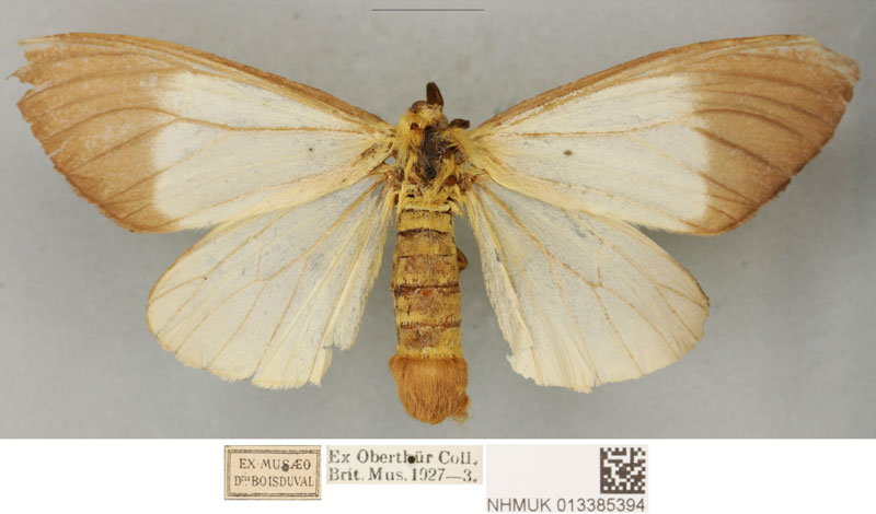 /filer/webapps/moths/media/images/C/coquereli_Coenostegia_PLTF_BMNH.jpg