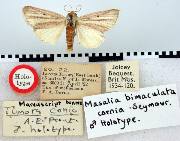 /filer/webapps/moths/media/images/C/cornia_Timora_HT_BMNH.jpg