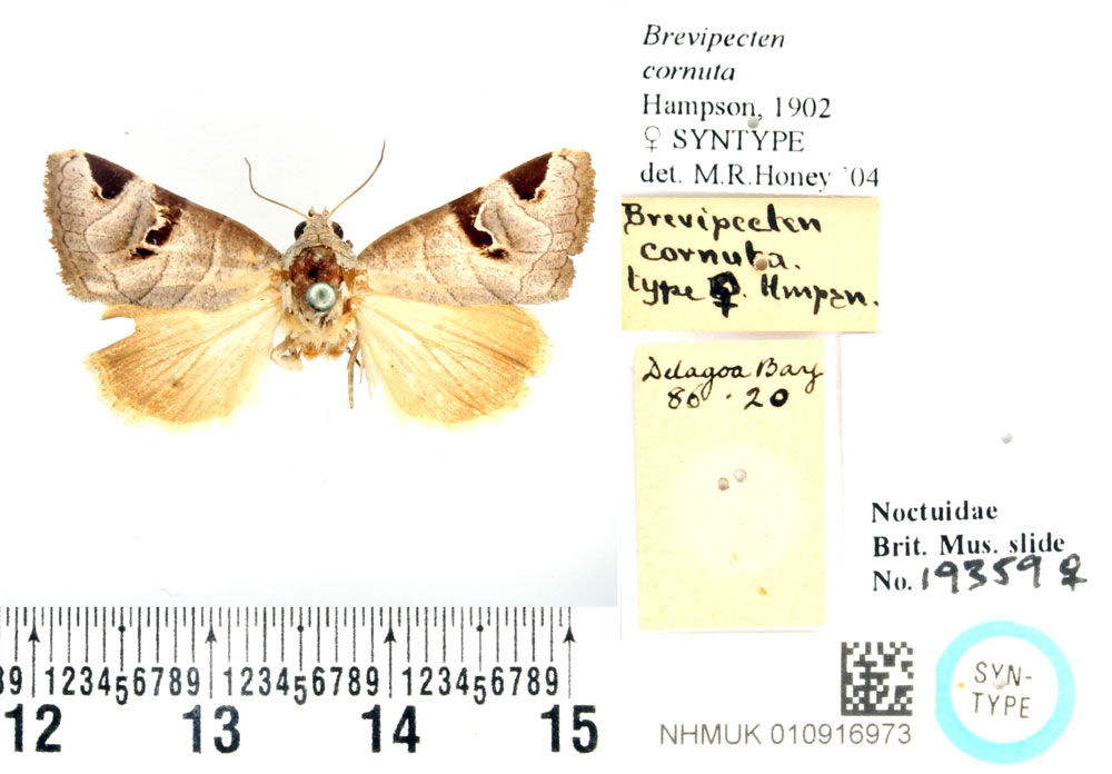 /filer/webapps/moths/media/images/C/cornuta_Brevipecten_STF_BMNH.jpg