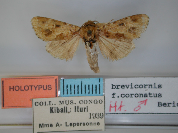 /filer/webapps/moths/media/images/C/coronatus_Nyodes_HT_RMCA.jpg