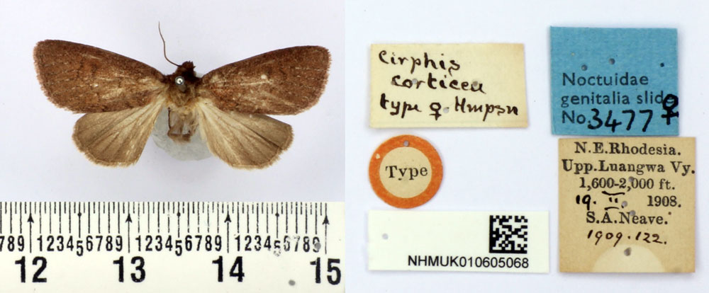 /filer/webapps/moths/media/images/C/corticea_Cirphis_HT_BMNH.jpg