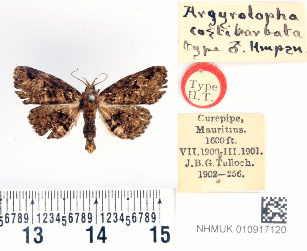 /filer/webapps/moths/media/images/C/costibarbata_Argyrolopha_HT_BMNH.jpg