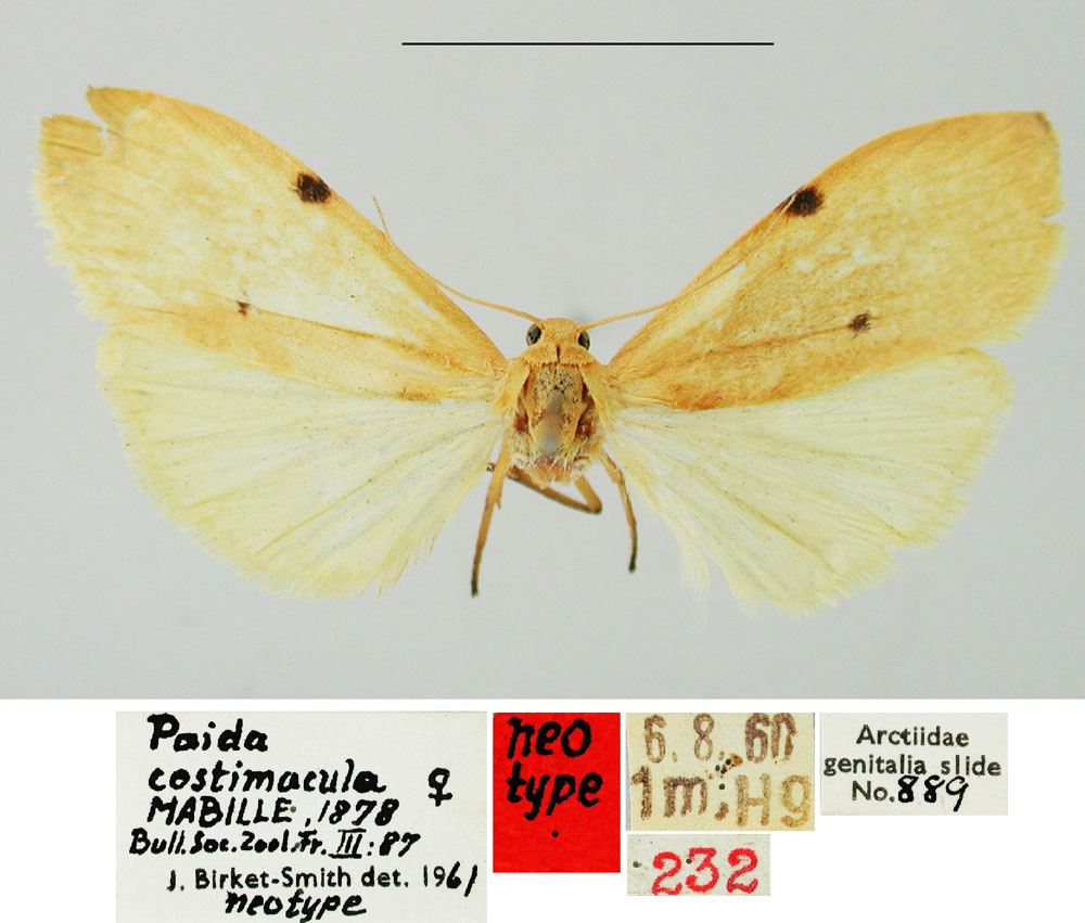 /filer/webapps/moths/media/images/C/costimacula_Lithosia_NT_BMNH.jpg
