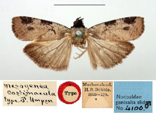 /filer/webapps/moths/media/images/C/costimacula_Mesogenea_ST_BMNH.jpg