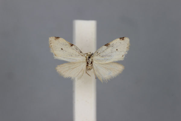 /filer/webapps/moths/media/images/C/costimacula_Nola_HT_BMNH.jpg