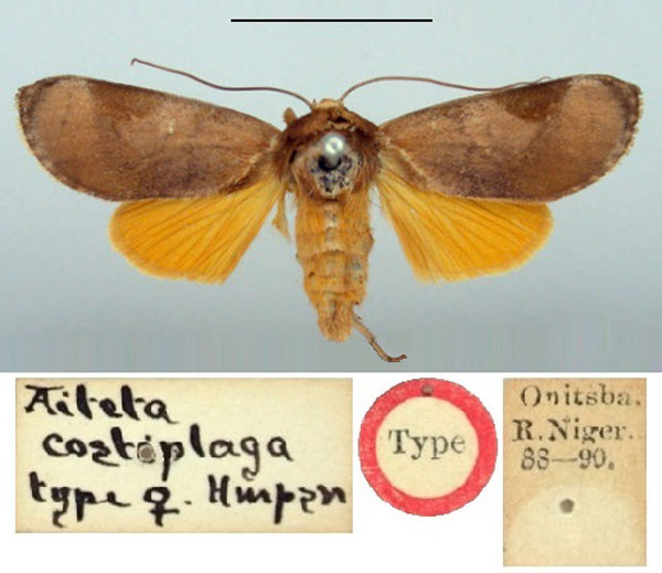 /filer/webapps/moths/media/images/C/costiplaga_Aiteta_HT_BMNH.jpg